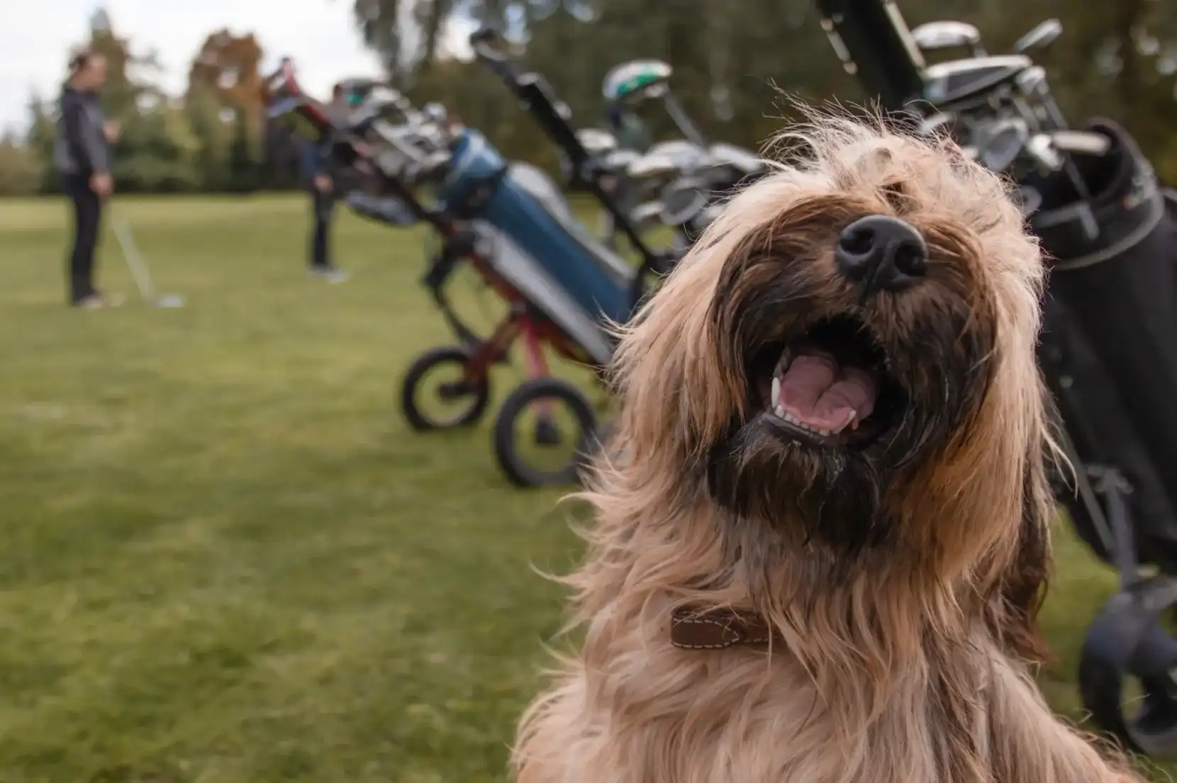 Smiling dog at a golf field